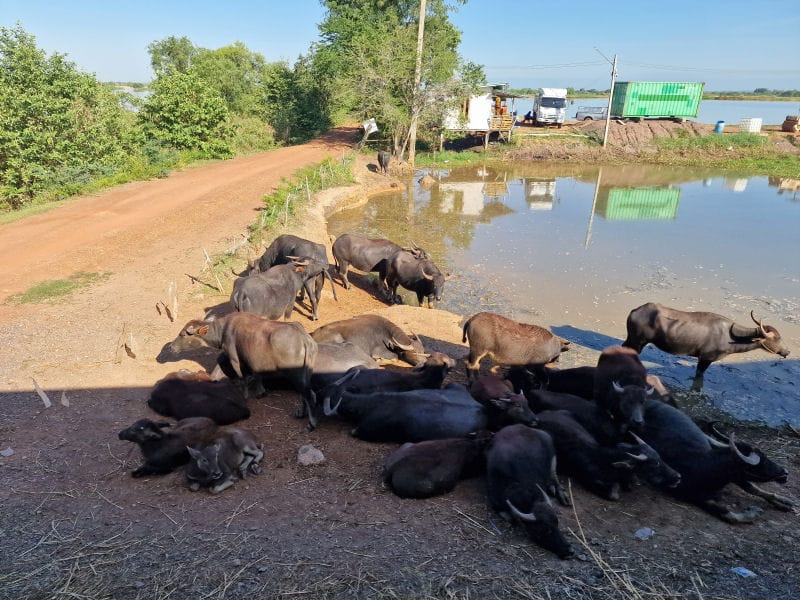 Rural Thailand